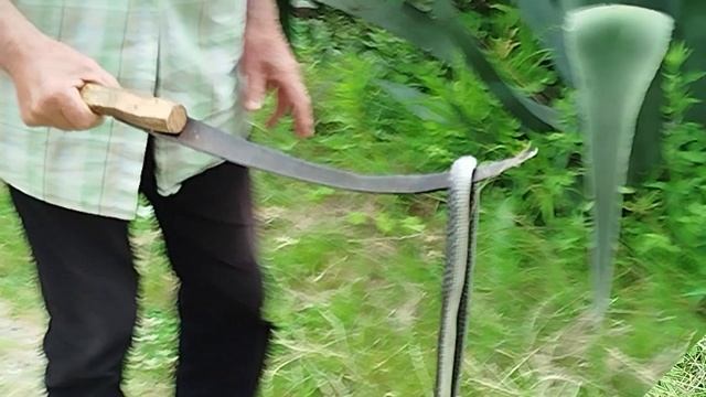 Кавказская змея(уж или гадюка?)