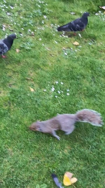 Лондон, белка в Гайд Парке (London, a squirrel in Hyde Park)