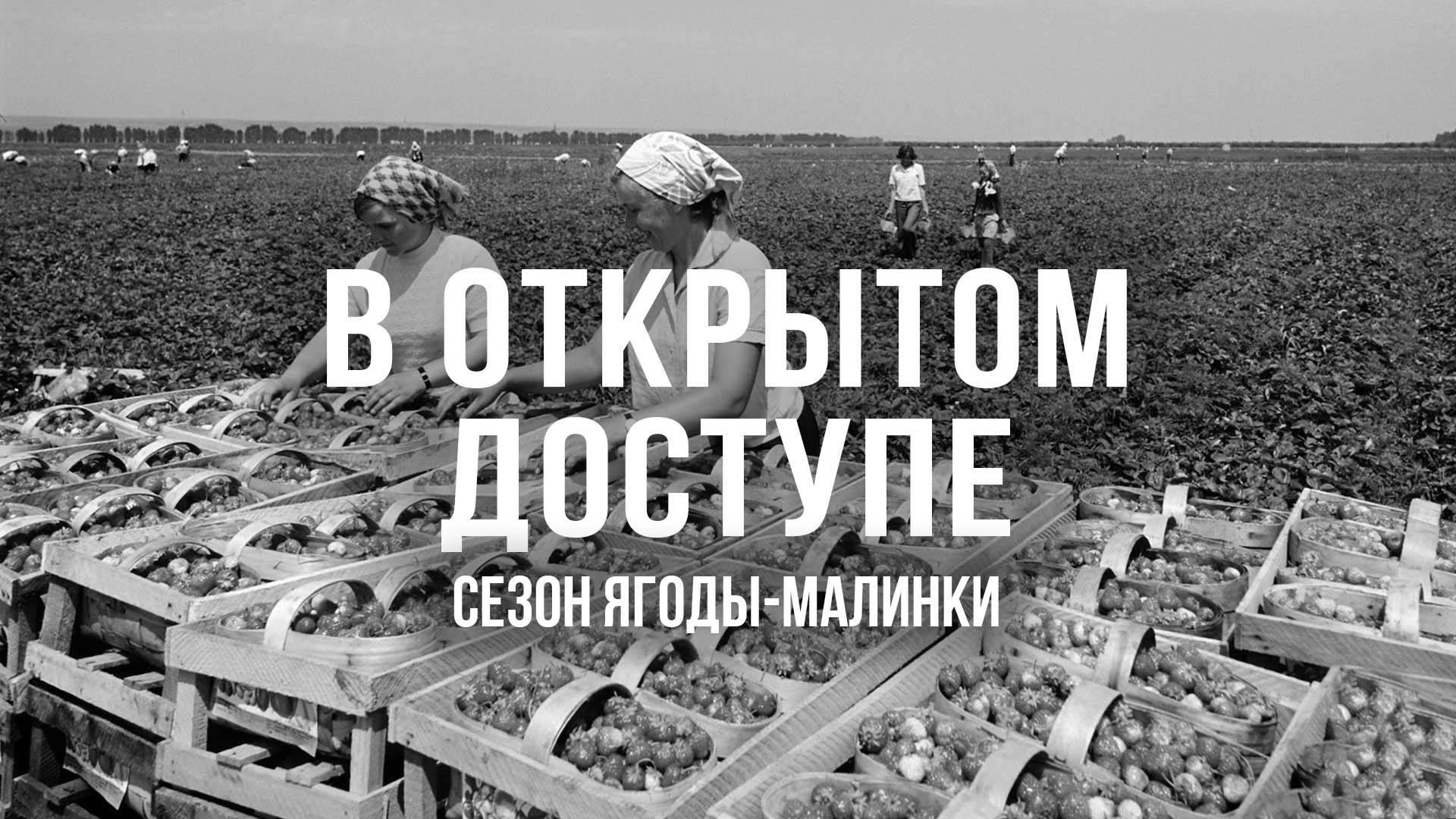 Ягодный сезон в объективе истории | Архивные кадры. В открытом доступе