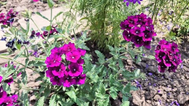 На даче с помощницей.