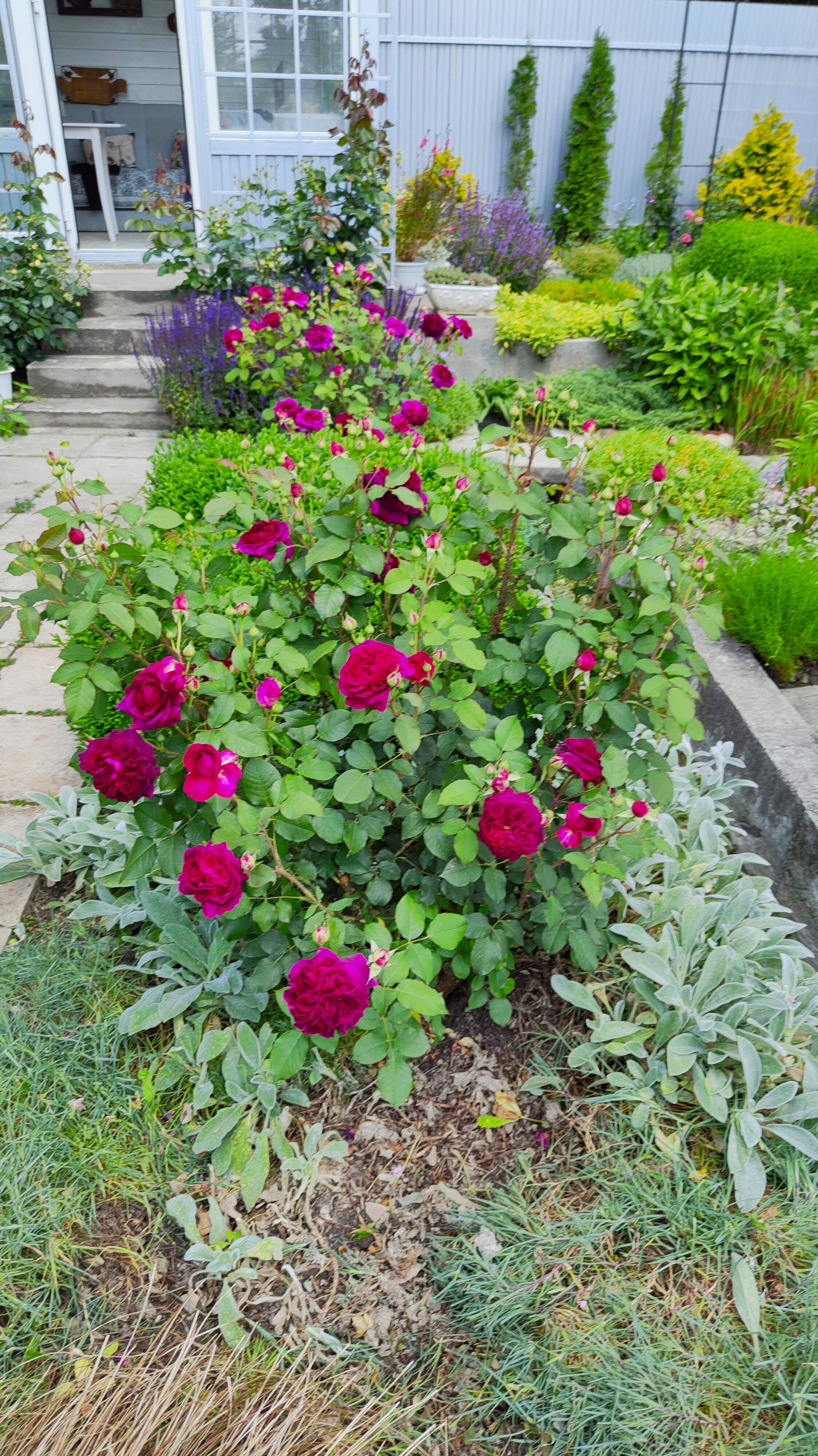Цветет роза Манстед Вуд во внутреннем дворике моего чайного домика. 09.06.2025 г. # дизайн сада