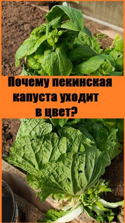 Почему пекинская капуста уходит в цвет?