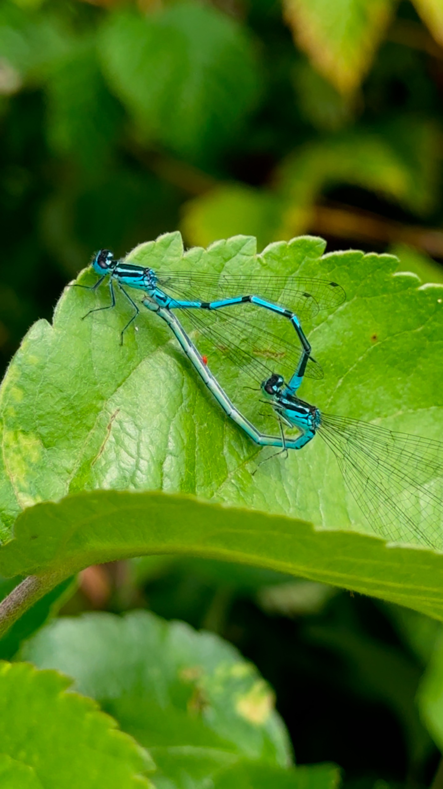 Two dragonflies are mating