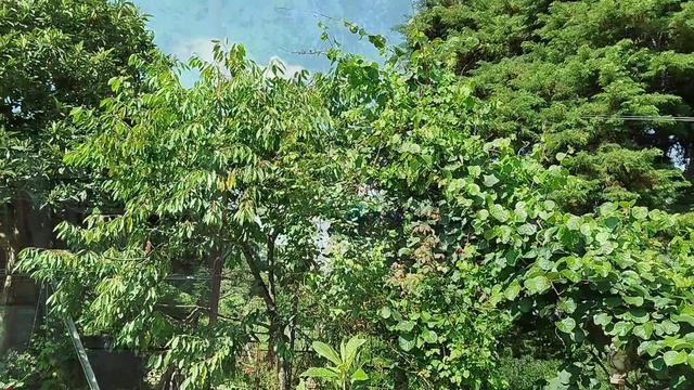 Рыбки в пруду)