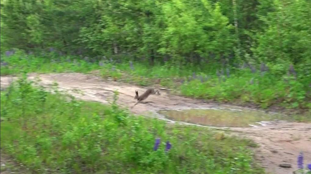 НАГОНКА ПО ЗАЙЦУ. Русская гончая Лайма ВПКОС 6936/24 вл. Шатров В.А.#охотасгончей#собака #животные