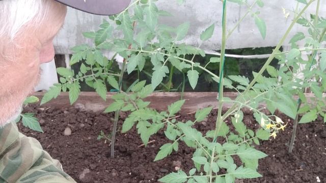 3 причины по которым томаты (помидоры) сбрасывают цветочные завязи, и как это избежать