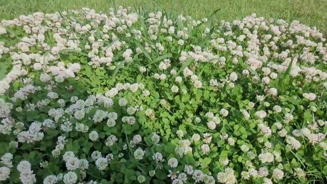 Цветущий Сочи.