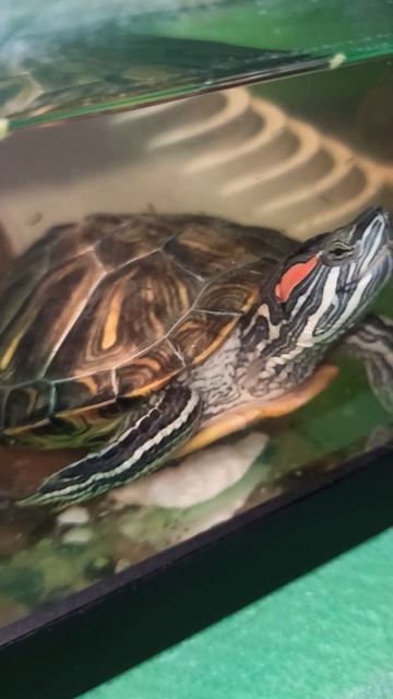 Кто тут у нас #хищник ? #мальки #красноухаячерепаха