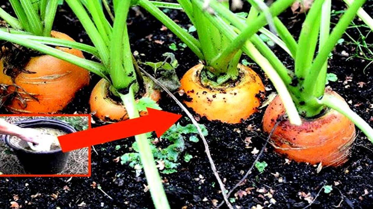 Морковь будет сладкая🥕Для выращивания сладкой моркови нужна подкормка борная кислота, марганцовка