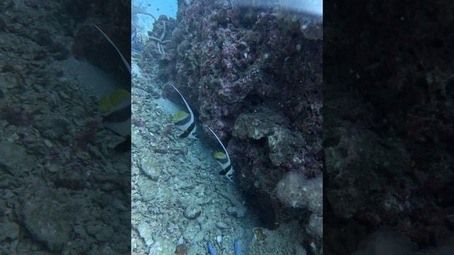 Коротко о дайвинге на Пхи-Пхи. Тайланд 2025.