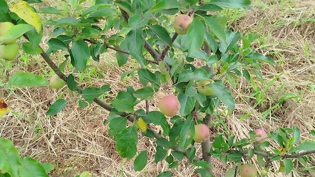 Вид с балкона(Абхазия)