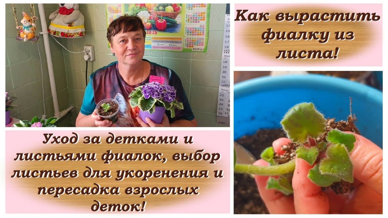 Как вырастить фиалку из листа! Уход за детками и листьями фиалок!