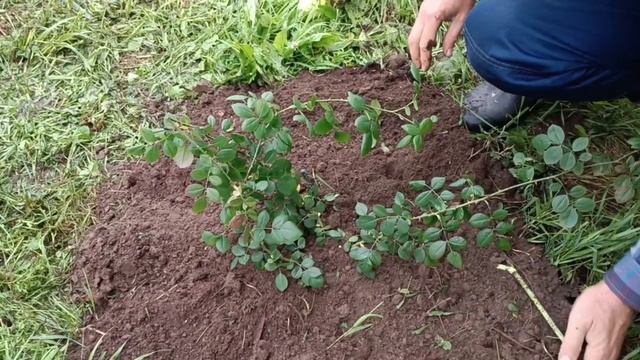 Как посадить розу.