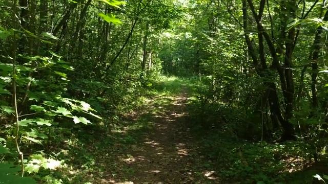 Крапива ! Когда и как собирать .Ферментация крапивы .