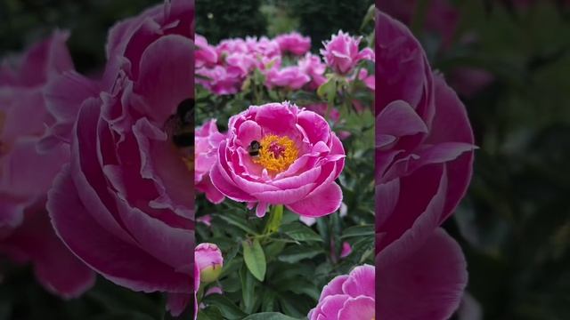 Пионы из Ботанического сада МГУ.