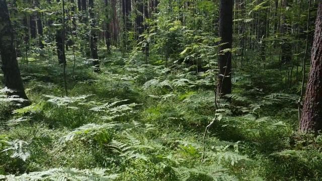 В Полнолуние ночью на кладбище за крапивой