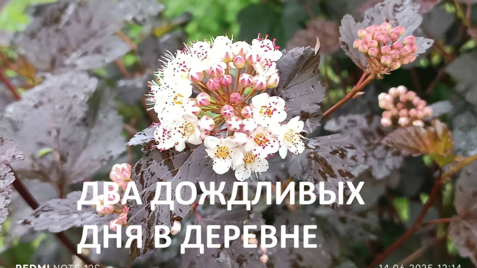 Два дождливых дня в деревне//сажаем кабачки, тыквы и розы//что кладем в лунку.