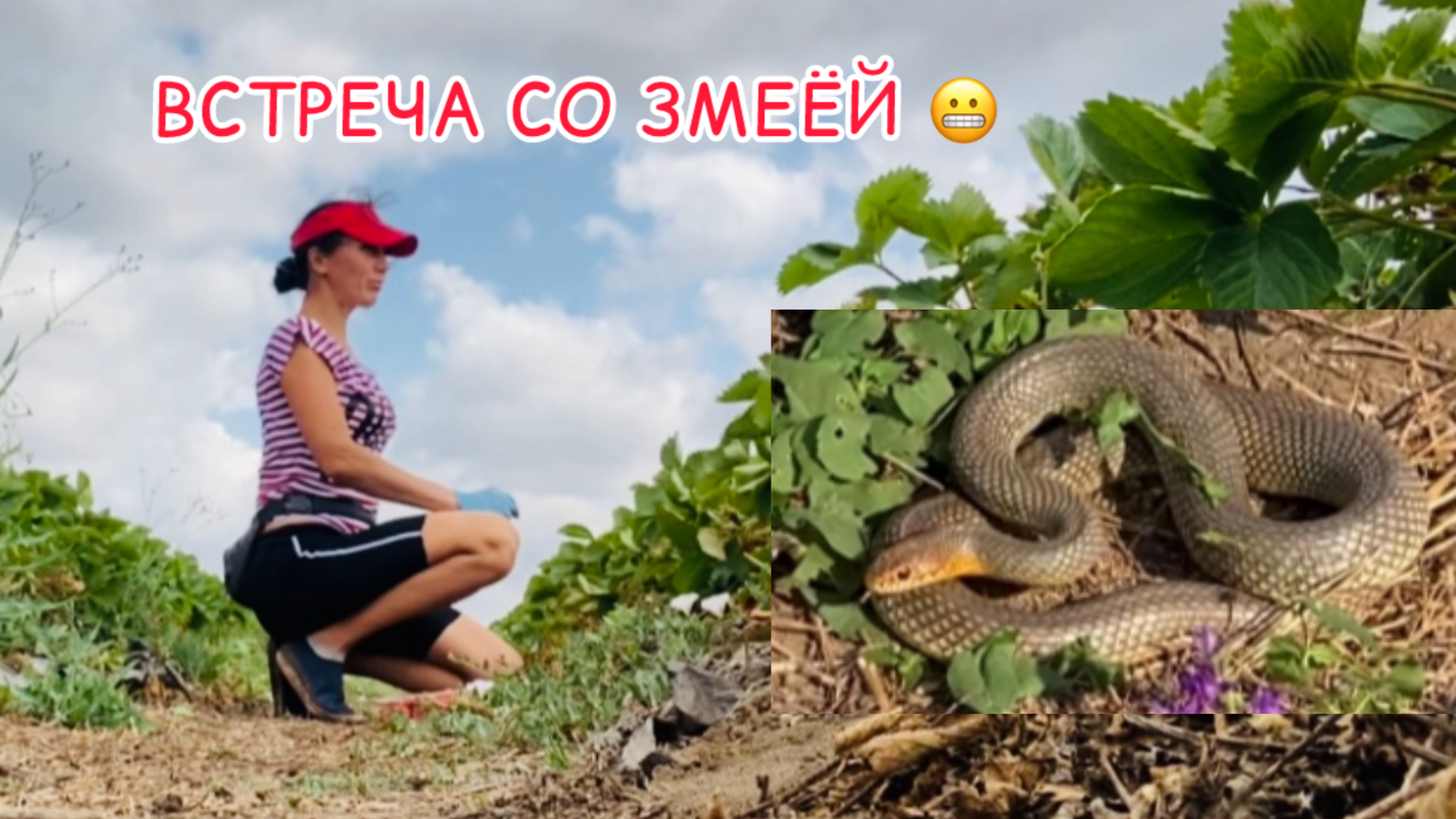 Сбор клубники 🍓 12 июня 2025