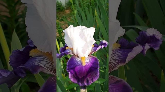 ирис сеянец №140 (Vlasova' 2025)