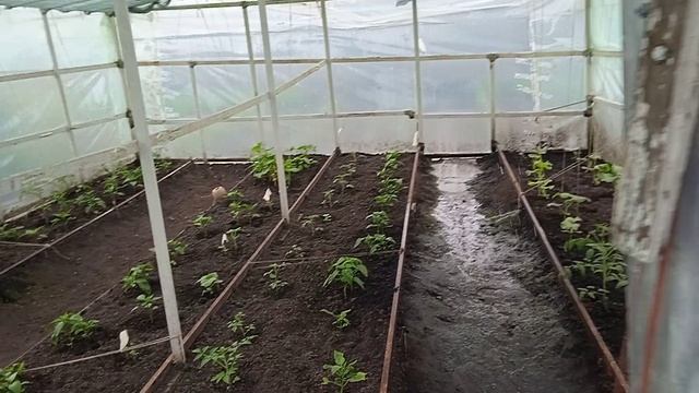 136.25г.  Прошли Сильные ДОЖДИ.  В ТЕПЛИЦЕ  Течёт ПОТОЛОК!!! УЖАС🤔🤔🤔