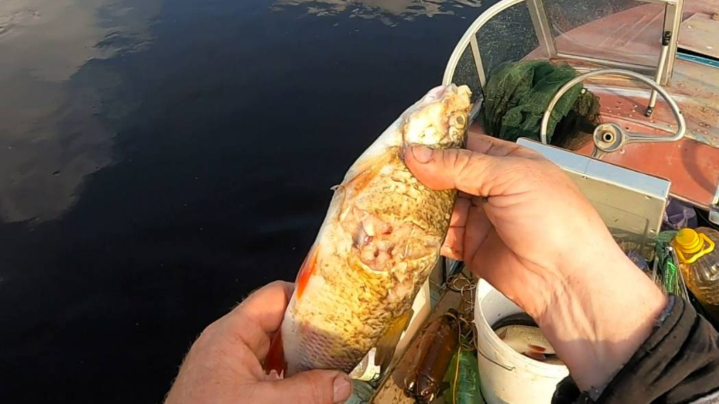 Проверка продольников 10.06.25  Такого улова я точно не ожидал  Щука рвёт язя