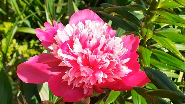 пион ЧЕГЕМ (Vlasova' 2025)