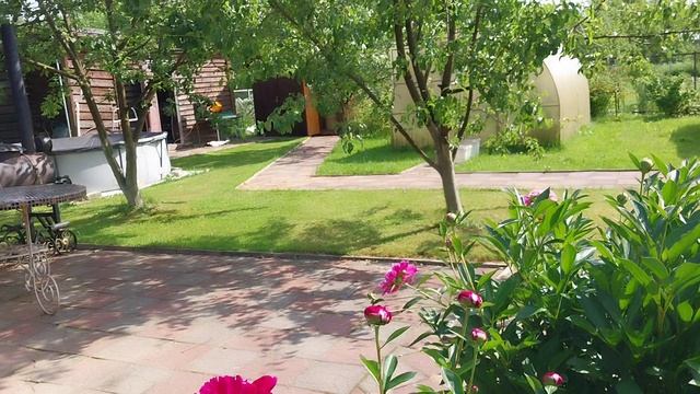 16-06-2025 Расцвели мои пионы 🌼🌸