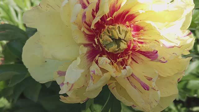 Вспоминая весну и лето. Цветение пионов на даче