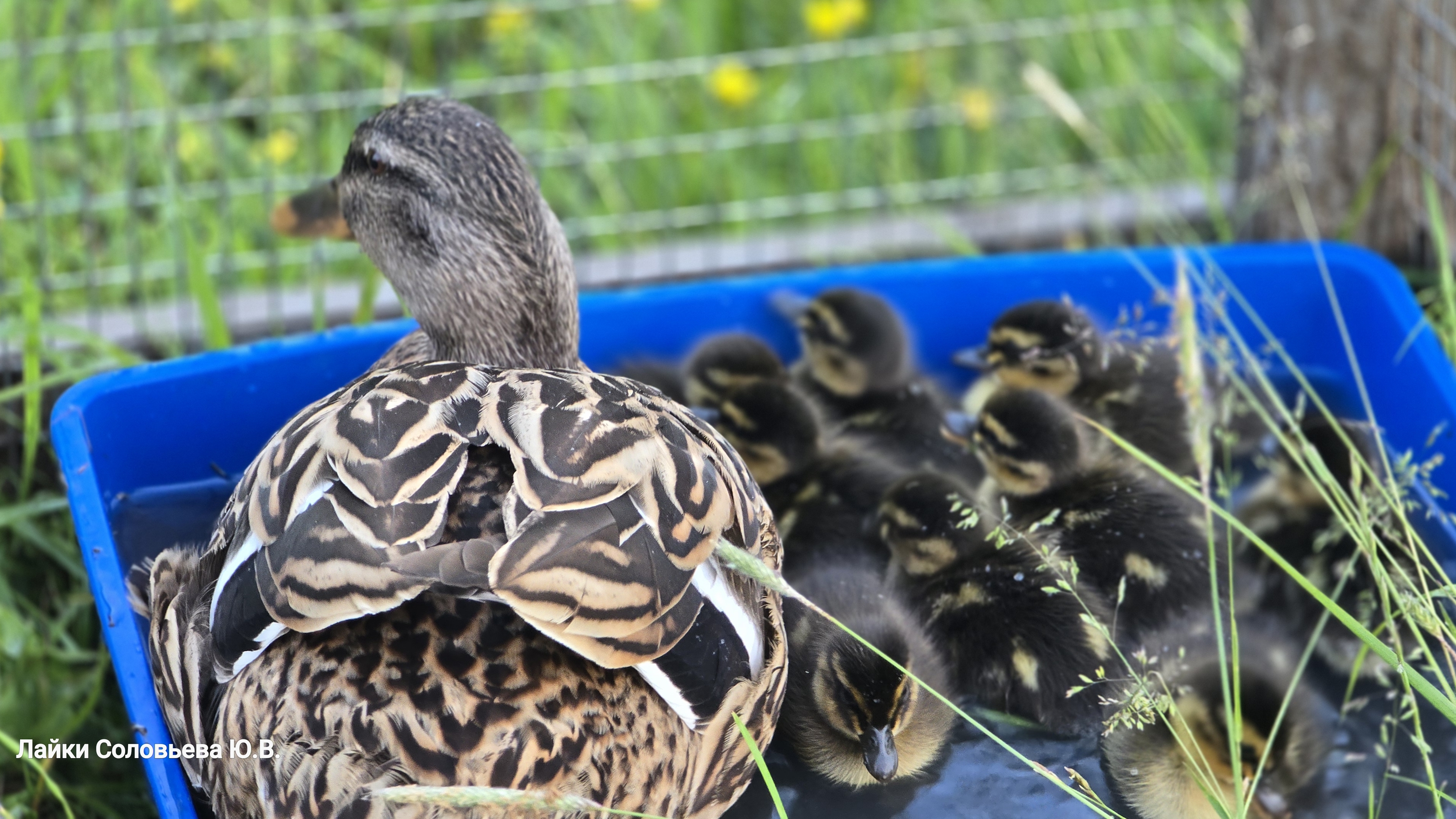 Суточные утята