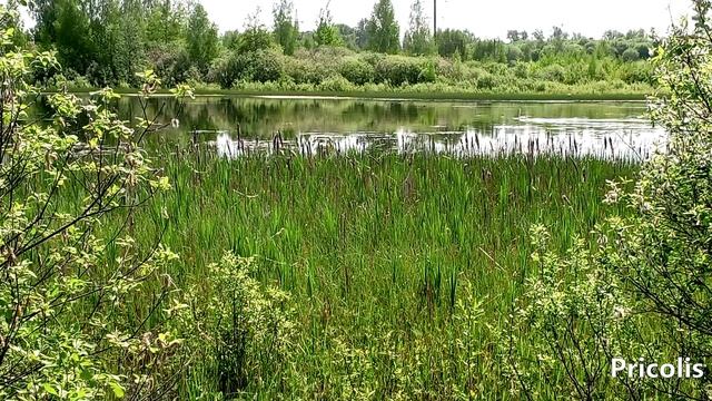 Лебеди на плотине Зеленино в Никологорах май 2025 год