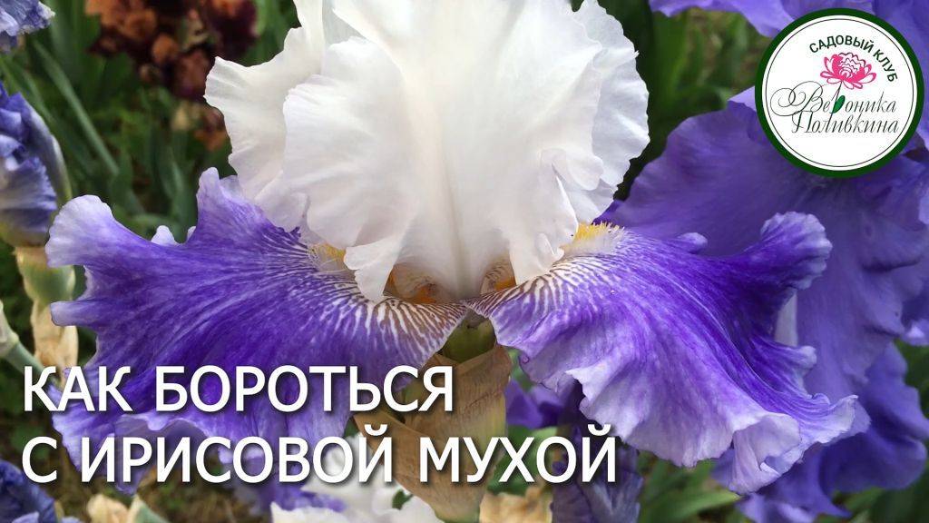ИРИСОВАЯ МУХА И ДРУГИЕ ПРОБЛЕМЫ ИРИСОВ