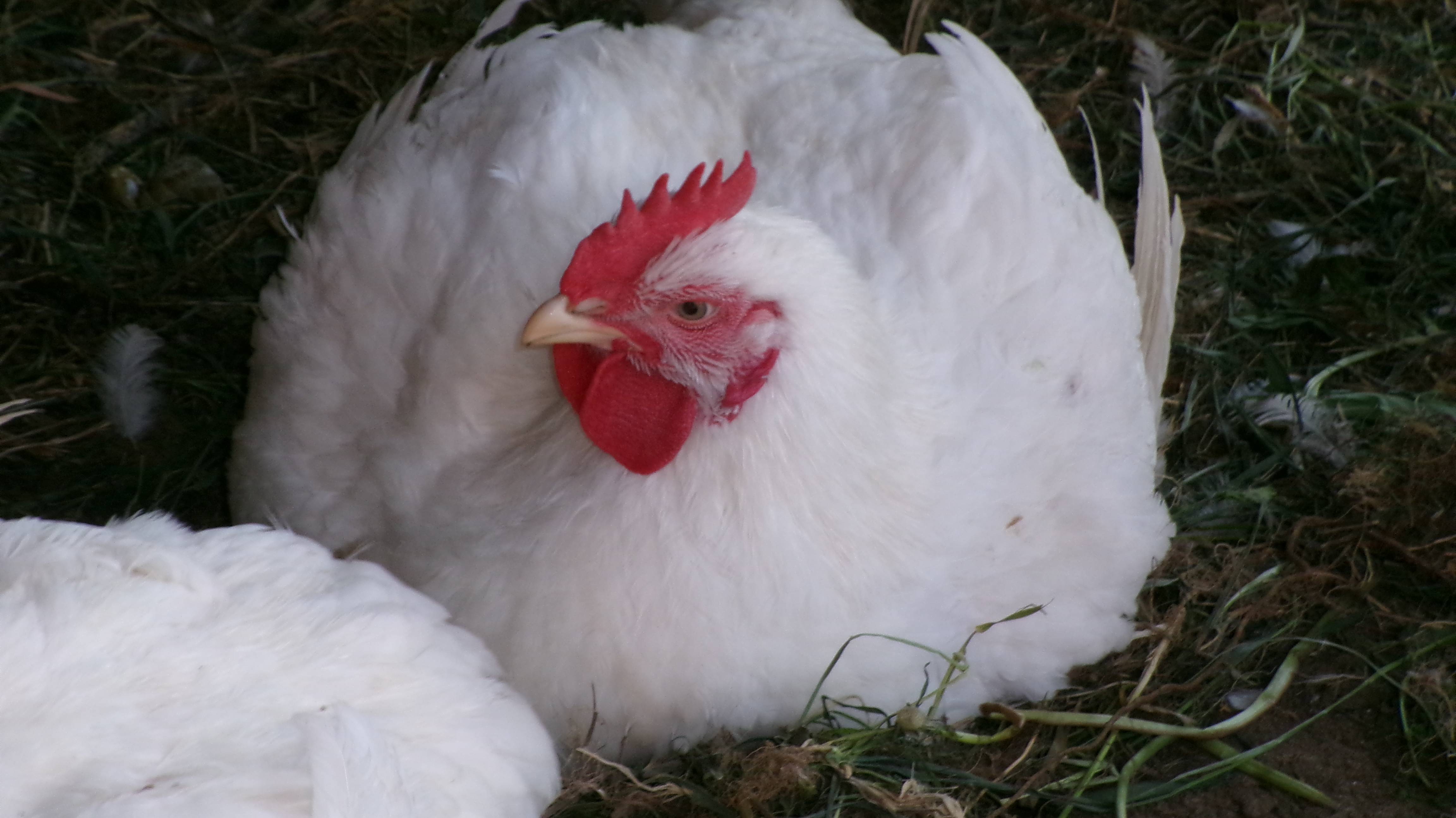 Какое мясо кур лучше...Бройлеры или несушки...А у нас выросли вот такие амбалы..