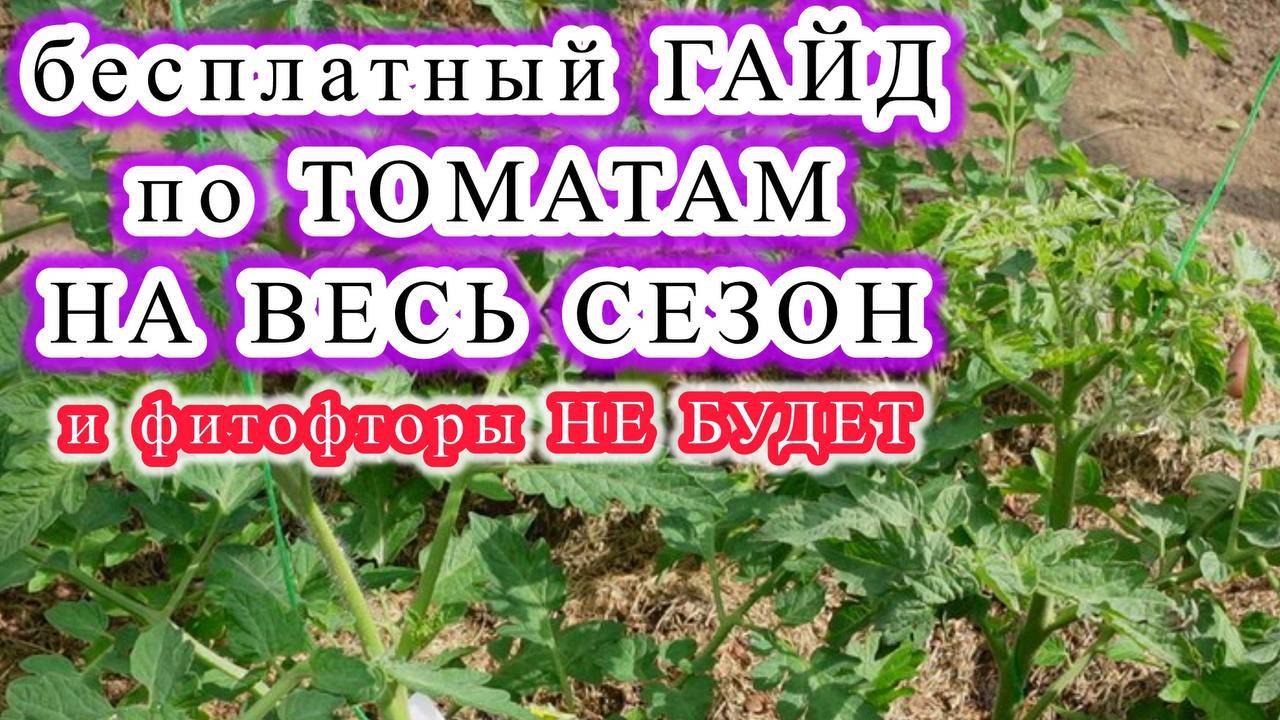 САМЫЕ ПРОСТЫЕ ДЕЙСТВИЯ С МАКСИМАЛЬНЫМ РЕЗУЛЬТАТАМ. Всё о выращивании томатов.