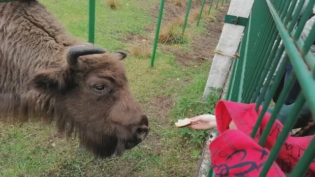 Путешествие в Белоруссию.Беловежская пуща. Часть 4.