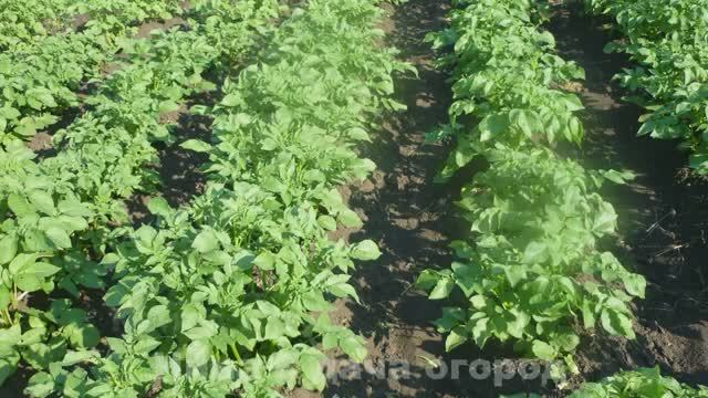 Как окучивать картошку- правильно легко и быстро. Окучивание картофеля вручную, просто тяпкой