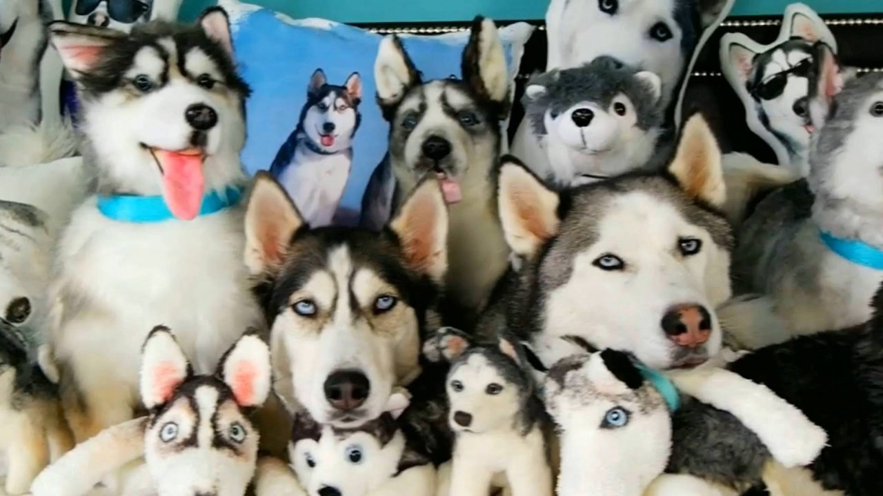 ✅Самое смешное видео про собак хаски🔥