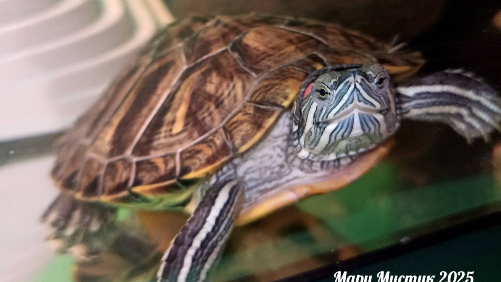 Кормление #черепаха_красноухая