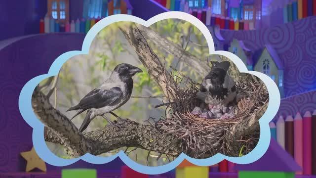 ✨Спокойной ночи, малыши✨064/2025 Птичьи таланты