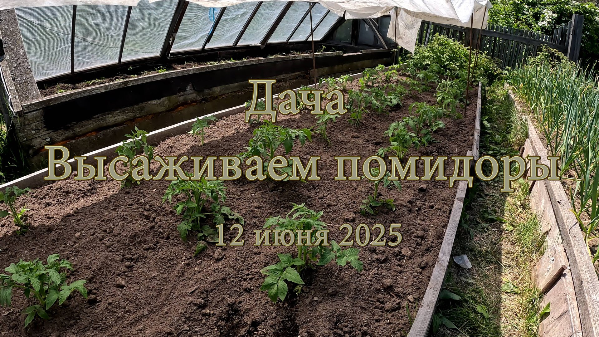 Дача. Высаживаем помидоры. 12 июня 2025