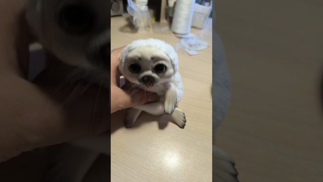 Мой новенький! Тюлень или белёк?