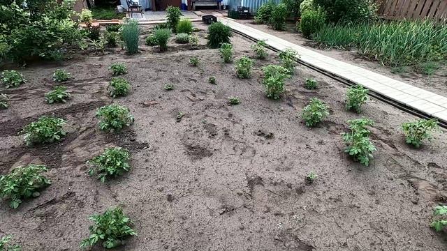 Как взошел картофель на 16 июня 2025 года