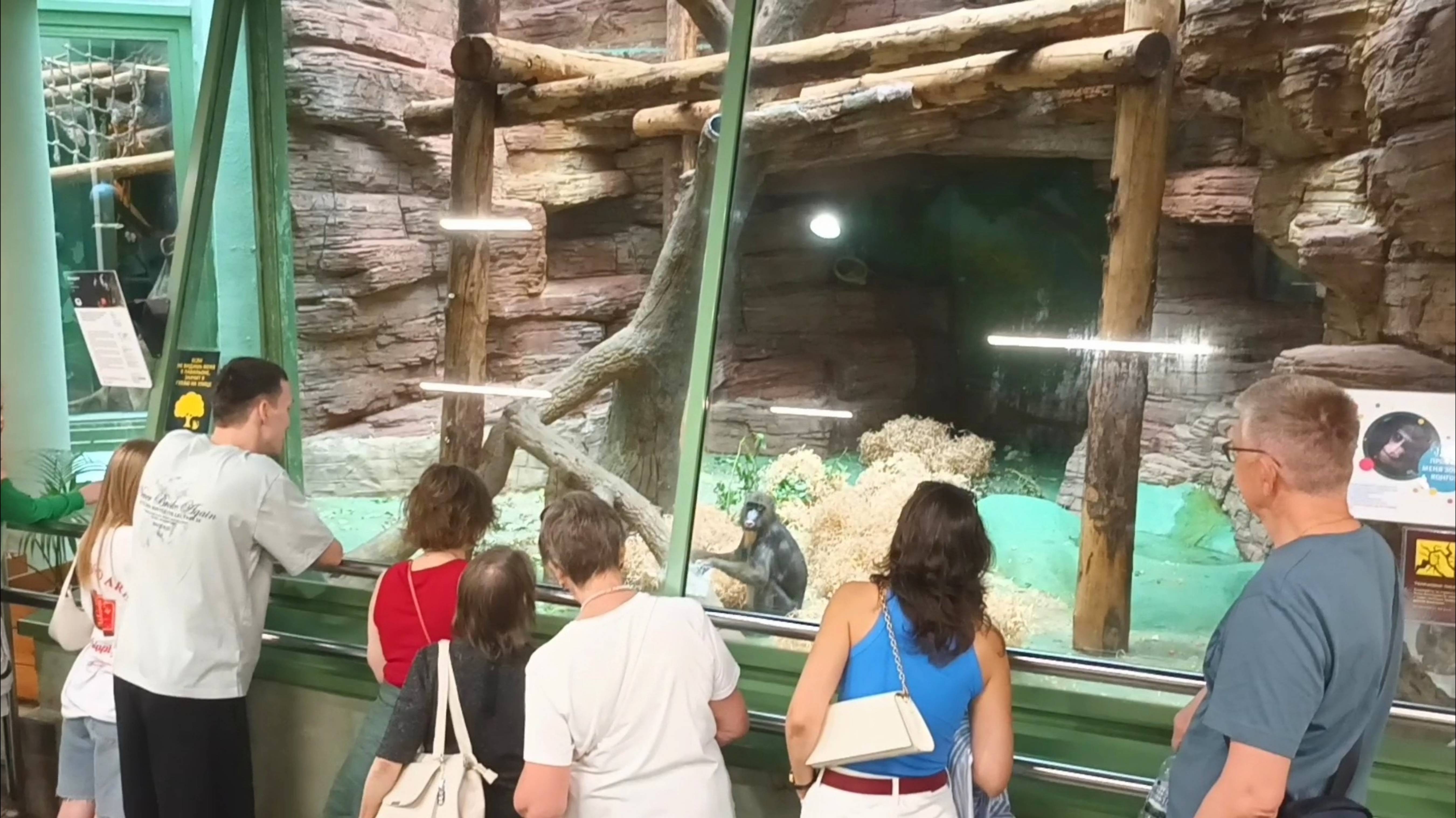 Мандрилы в Московском зоопарке...