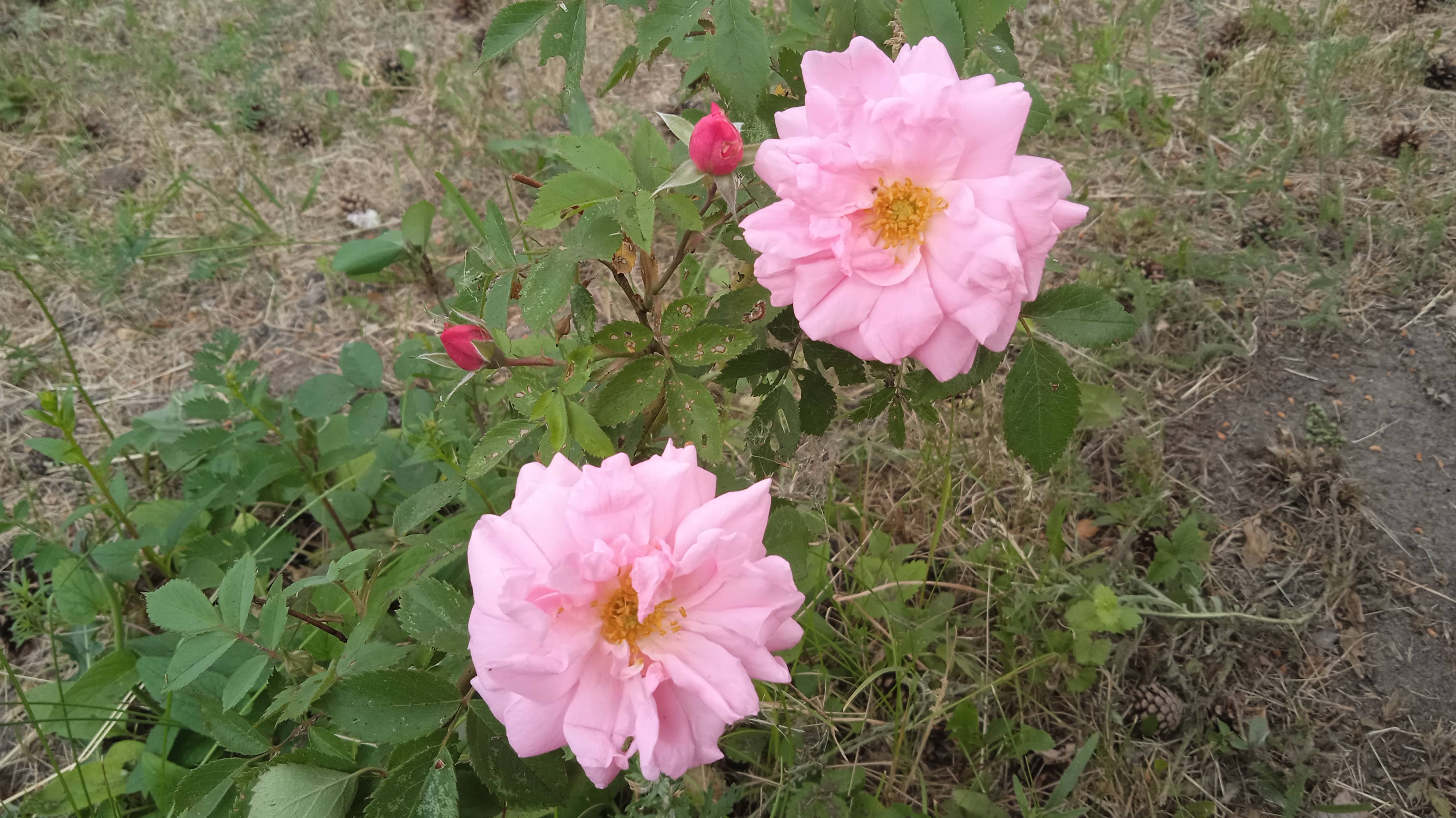 Пионы и ирисы садовые цветы в Сибири