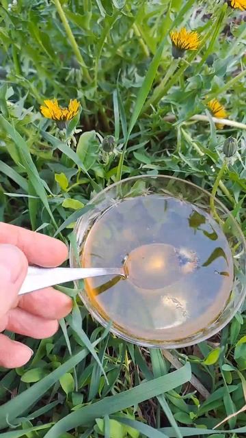 Одуванчиковый мед