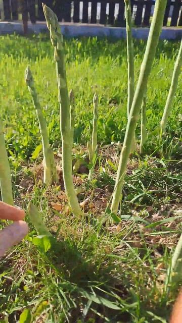 Знакомство со спаржей