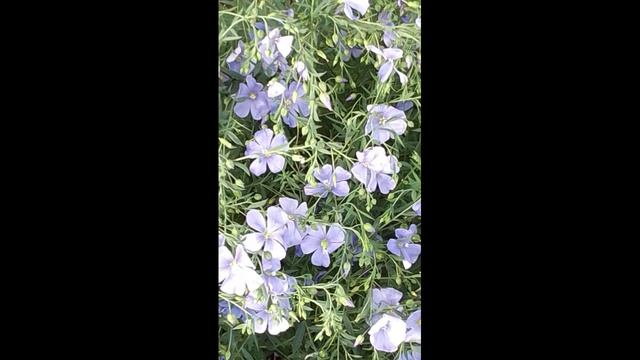 Звуки летающих пчёл