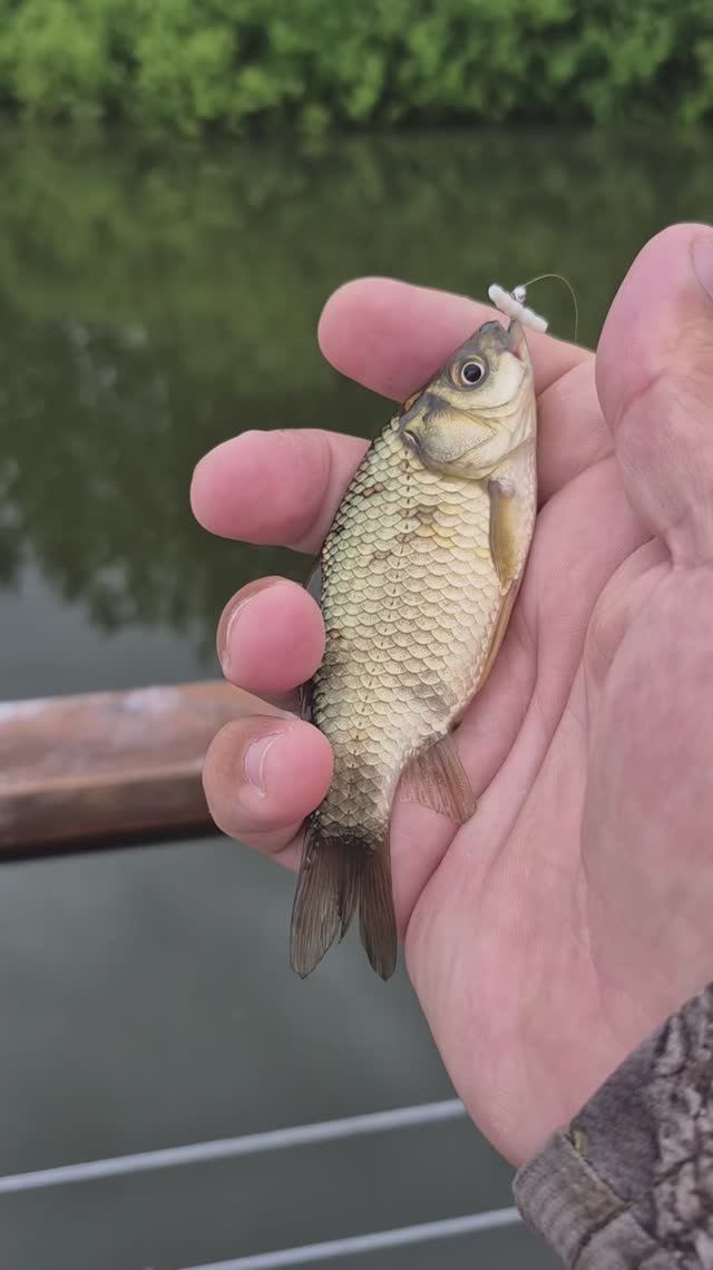 Трудовой мормышинг на карася после ливня. С трудом поймал несколько карасей на мормо спиннинг