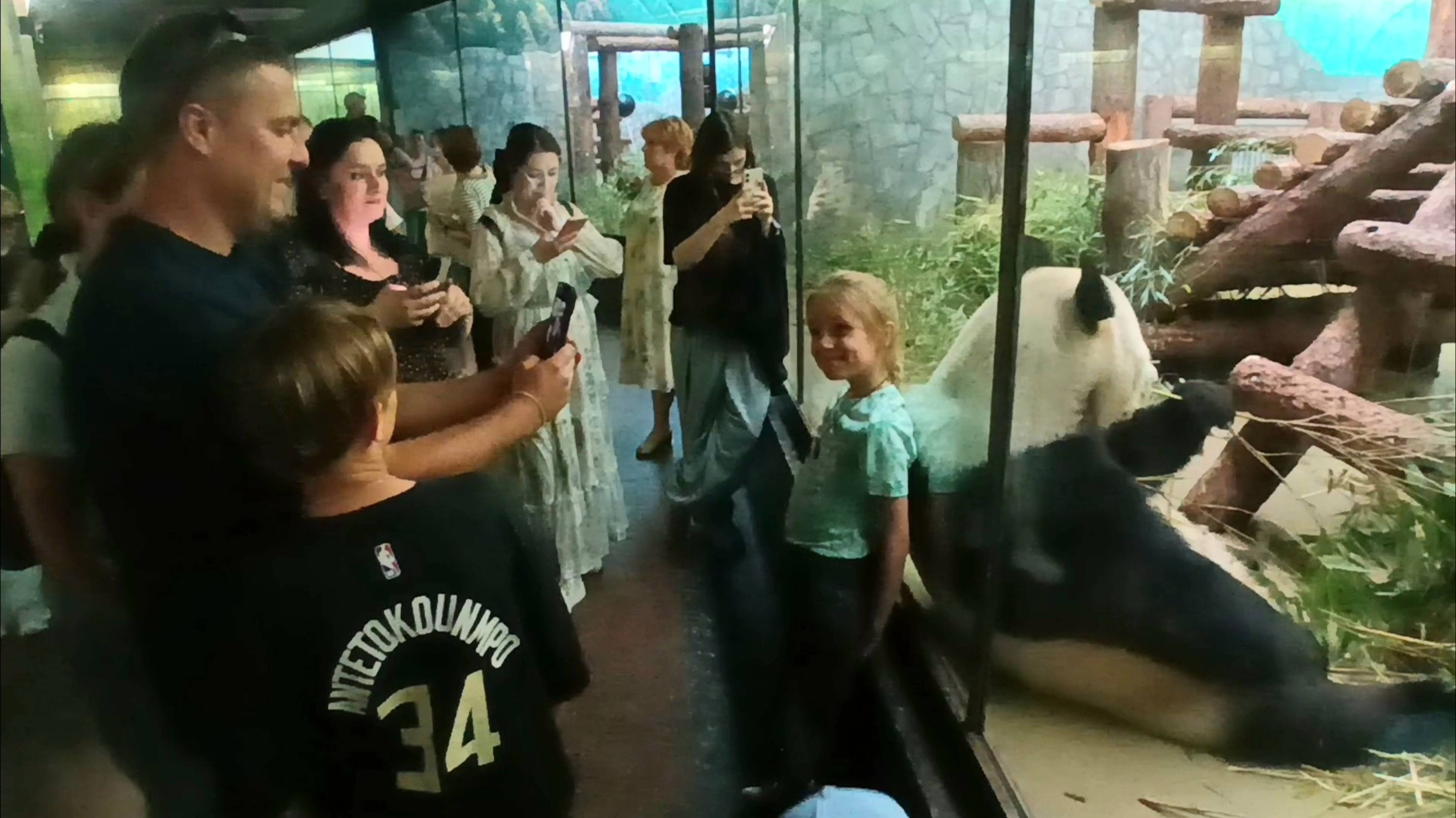 Панда Жуи в Московском зоопарке...