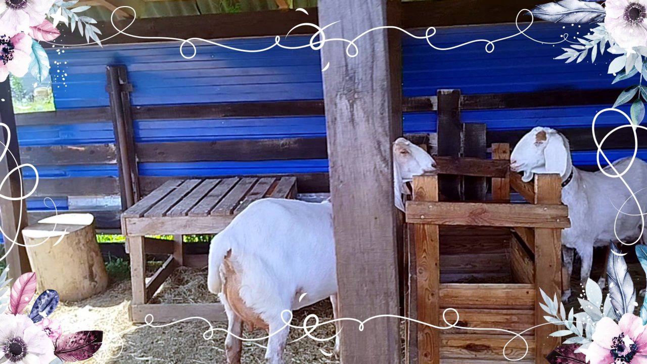 НОВОИСПЕЧЕННЫЕ МАМАШИ ПЕРЕПУТАЛИ ДЕТЕЙ!