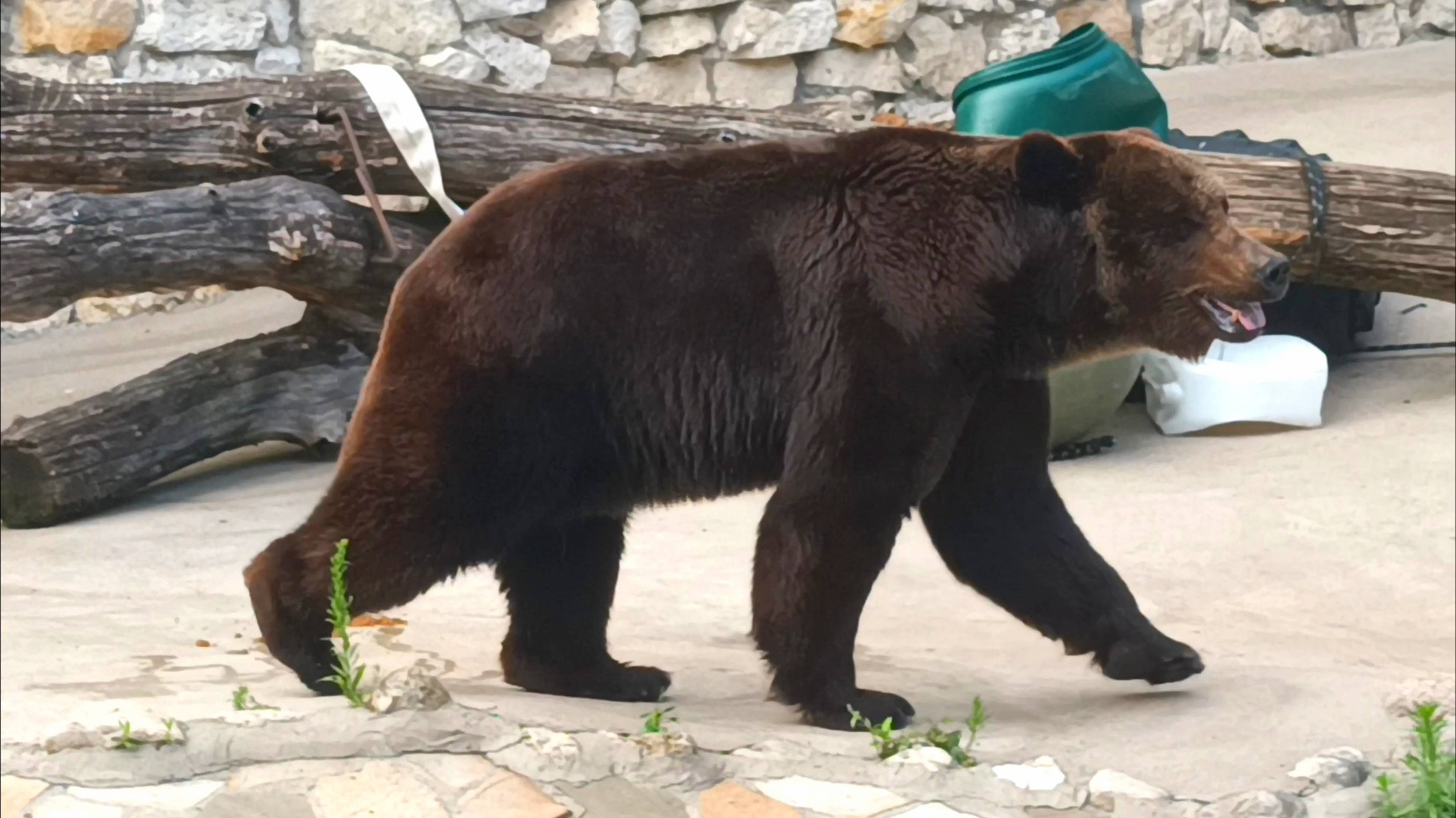 Бурый медведь в Московском зоопарке...